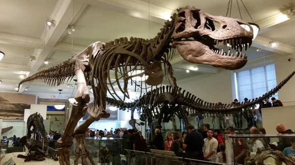 Muzeum Tiranosauro Rex Natural Historia — Zdjęcie stockowe