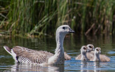 Nehirde bebekleri olan dişi Upland kazı.