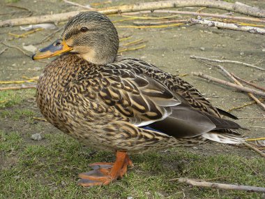 Dişi bir yaban ördeğine yaklaş.