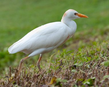 Bir sığır ağılına yakın