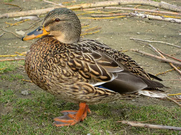 Dişi bir yaban ördeğine yaklaş.