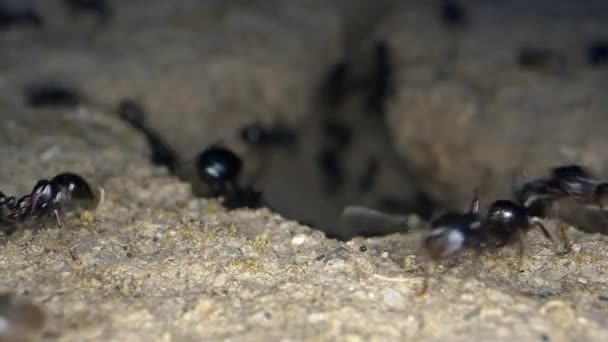 Animal Insects Ants Soil — Stock Video
