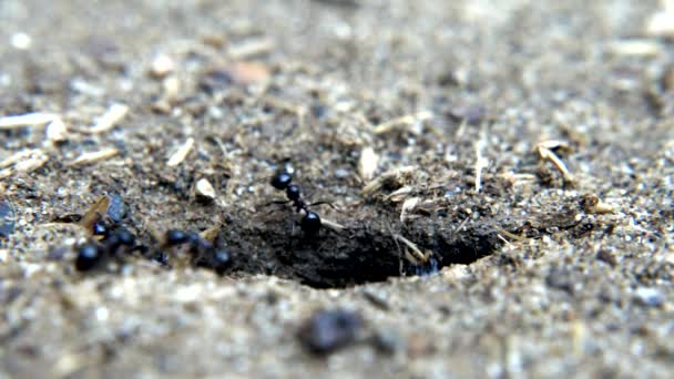 土壤上的动物昆虫蚂蚁 — 图库视频影像