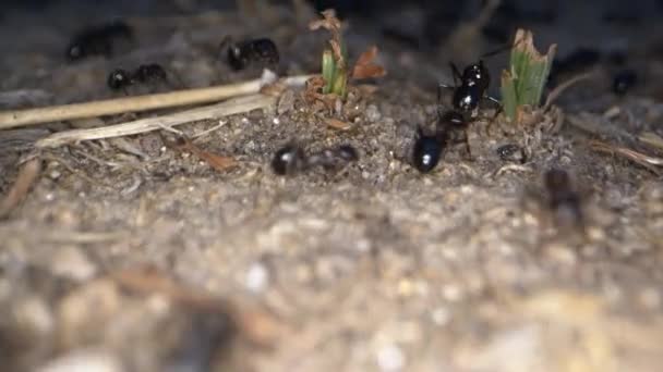 Dierlijke Insecten Mieren Bodem — Stockvideo