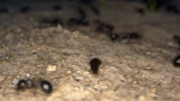Dierlijke Insecten Mieren Bodem — Stockvideo