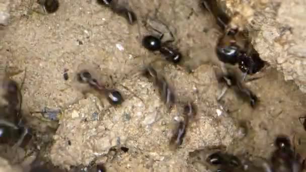 Insectos Animales Hormigas Suelo — Vídeos de Stock
