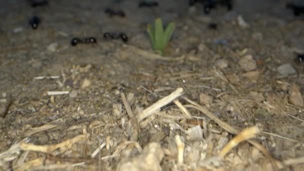 Mrówki Glebie — Wideo stockowe