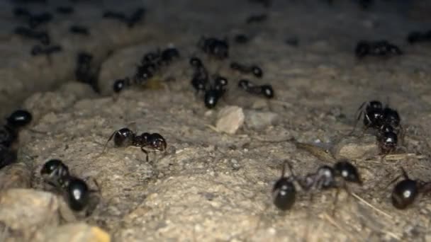 Hormigas Insectos Animales Suelo — Vídeos de Stock