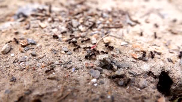 土壤上的动物昆虫蚂蚁 — 图库视频影像