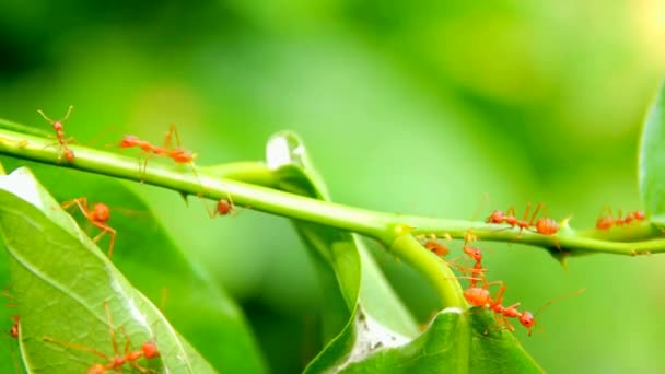 Živočišný Hmyz Mravenci Půdě — Stock video