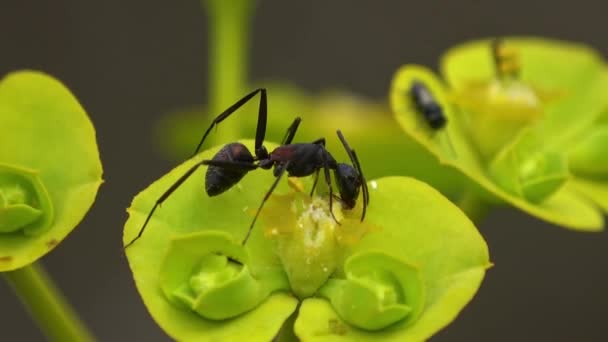 Semut Serangga Hewan Tanah — Stok Video