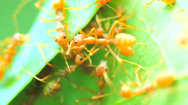 Topraktaki Hayvan Böcekleri — Stok video