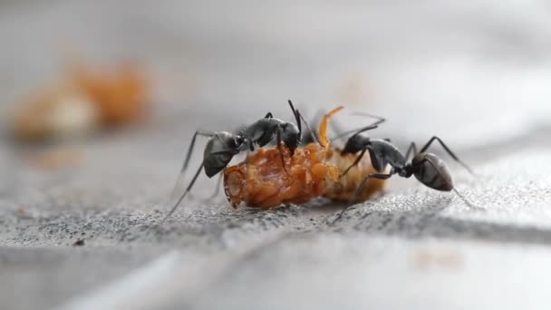 Tierische Insekten Ameisen Auf Dem Boden — Stockvideo