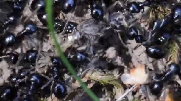 Semut Serangga Hewan Tanah — Stok Video