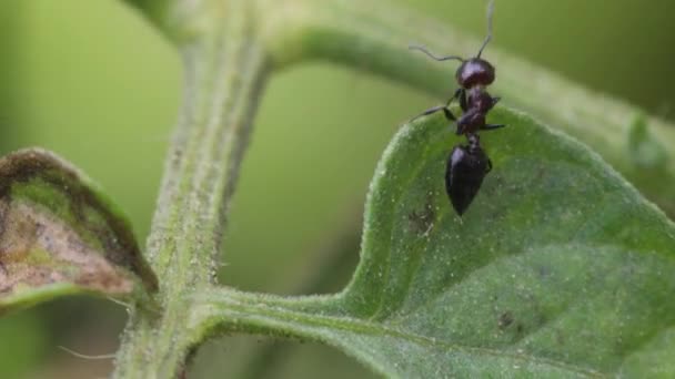 Tierische Insekten Ameisen Auf Dem Boden — Stockvideo