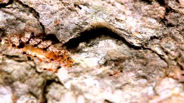 Tierische Insekten Ameisen Auf Boden — Stockvideo
