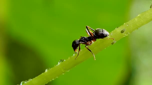 Mrówki Glebie — Wideo stockowe