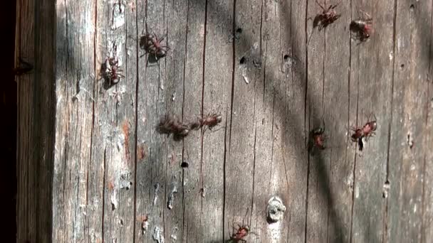 Živočišný Hmyz Mravenci Půdě 109 — Stock video