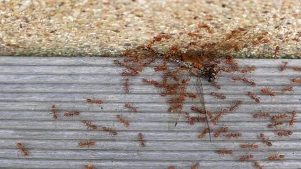 土の上の動物昆虫アリ 117 — ストック動画
