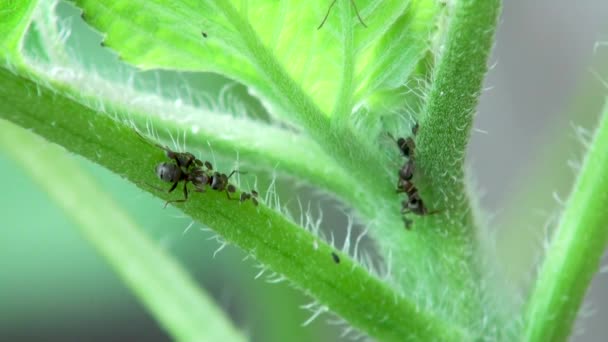 Živočišný Hmyz Mravenců Půdě 120 — Stock video
