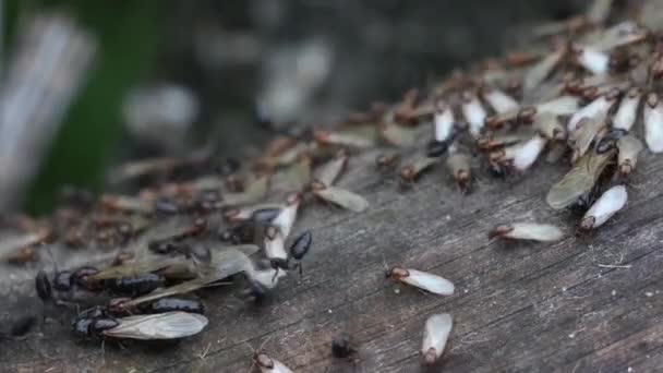 Tierische Insekten Ameisen Auf Dem Boden 126 — Stockvideo