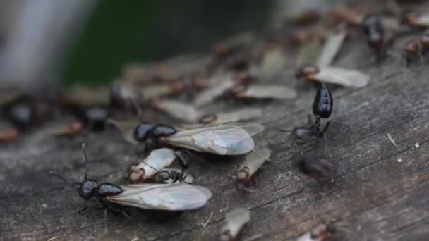 Topraktaki Hayvan Böcekleri 127 — Stok video