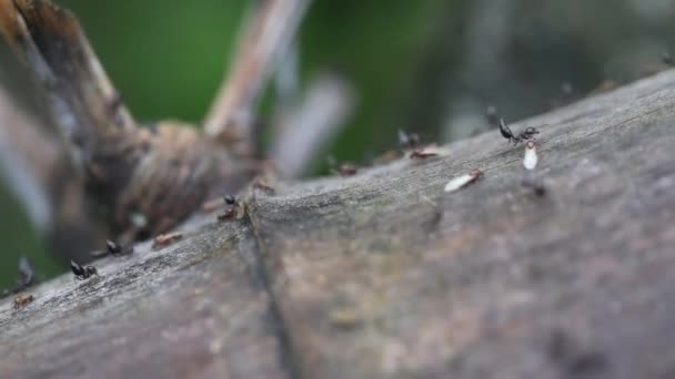 Topraktaki Hayvan Böcekleri 129 — Stok video