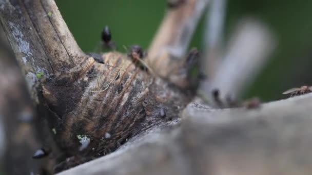 Živočišný Hmyz Mravenci Půdě 130 — Stock video