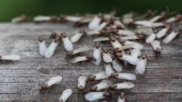 土の上の動物昆虫アリ 131 — ストック動画