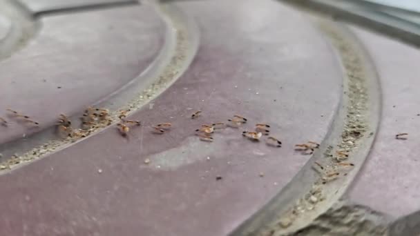 Ζωικά Έντομα Μυρμήγκια Στο Έδαφος 134 — Αρχείο Βίντεο