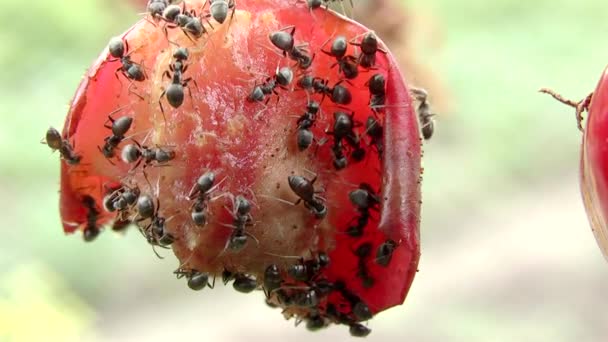 Živočišný Hmyz Mravenci Půdě 143 — Stock video