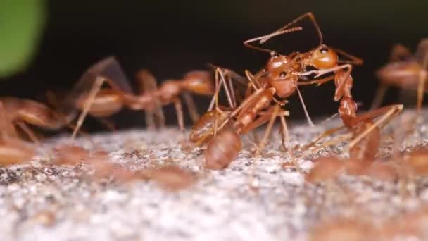 144 Numaralı Topraktaki Hayvan Böcekleri Karıncaları — Stok video