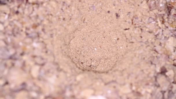 Ζωικά Έντομα Μυρμήγκια Στο Έδαφος 151 — Αρχείο Βίντεο