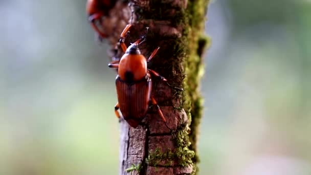 152 Numaralı Topraktaki Hayvan Böcekleri Karıncaları — Stok video