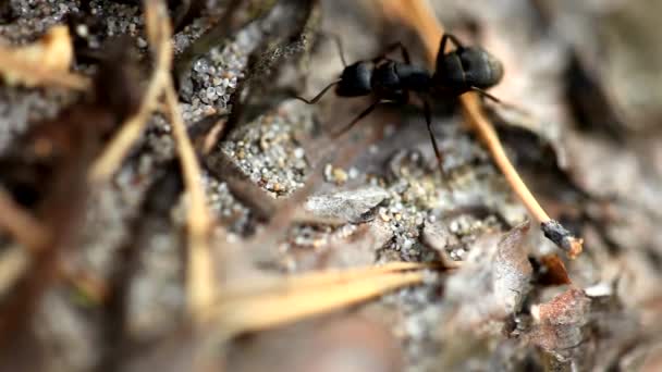 Insetos Animais Formigas Solo 154 — Vídeo de Stock