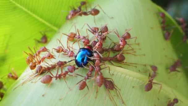 157 Numaralı Topraktaki Hayvan Böcekleri Karıncaları — Stok video