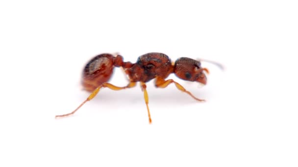 土の上の動物昆虫アリ 159 — ストック動画