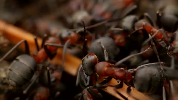 Živočišný Hmyz Mravenci Půdě 158 — Stock video