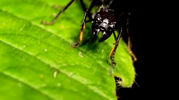 Živočišný Hmyz Mravenců Půdě 160 — Stock video