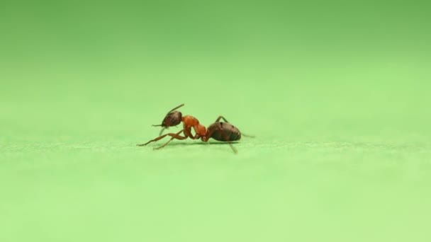 Živočišný Hmyz Mravenci Půdě 163 — Stock video