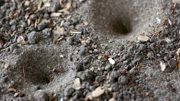土壤上的动物昆虫蚂蚁 162 — 图库视频影像