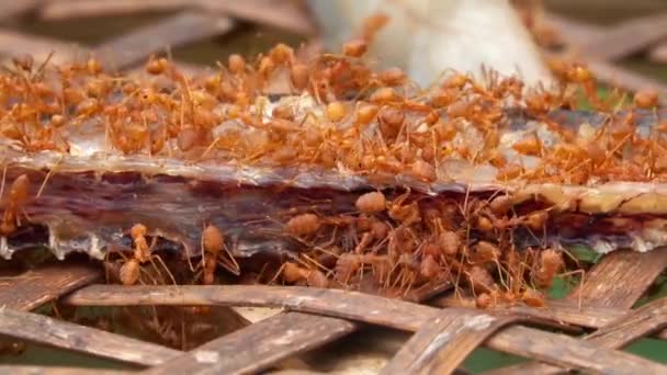 Živočišný Hmyz Mravenci Půdě 165 — Stock video