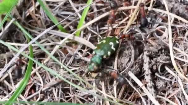 Tierische Insekten Ameisen Auf Dem Boden 171 — Stockvideo