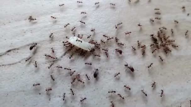 Živočišný Hmyz Mravenci Půdě 179 — Stock video