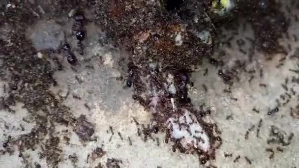 Insetos Animais Formigas Solo 178 — Vídeo de Stock