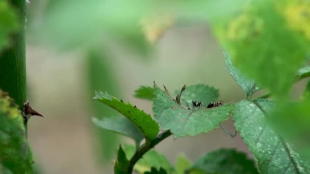 Živočišný Hmyz Mravenci Půdě 185 — Stock video