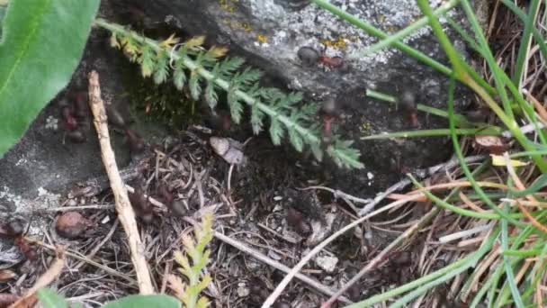 土の上の動物昆虫のアリ 193 — ストック動画