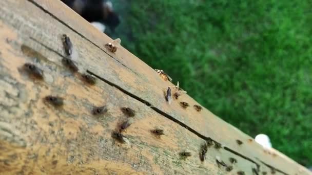 Insetos Animais Formigas Solo 196 — Vídeo de Stock