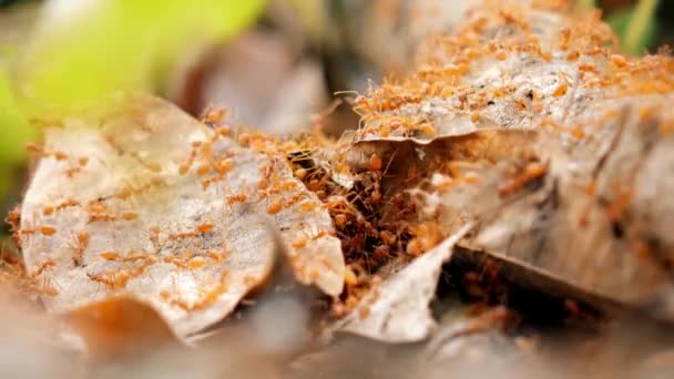 Živočišný Hmyz Mravenců Půdě 202 — Stock video
