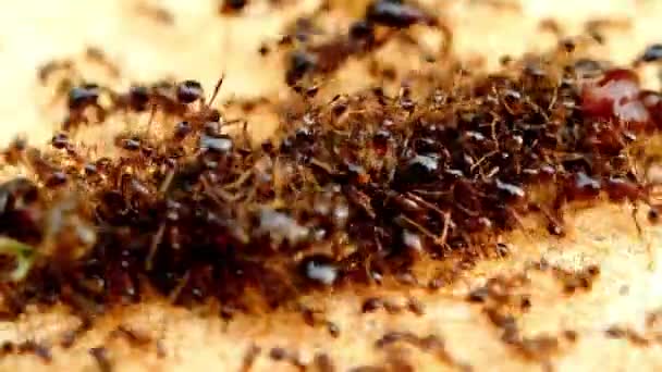 203 Numaralı Topraktaki Hayvan Böcekleri Karıncaları — Stok video